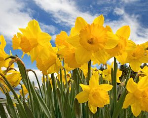 Daffodil-flowers