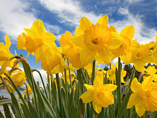 Daffodil-flowers